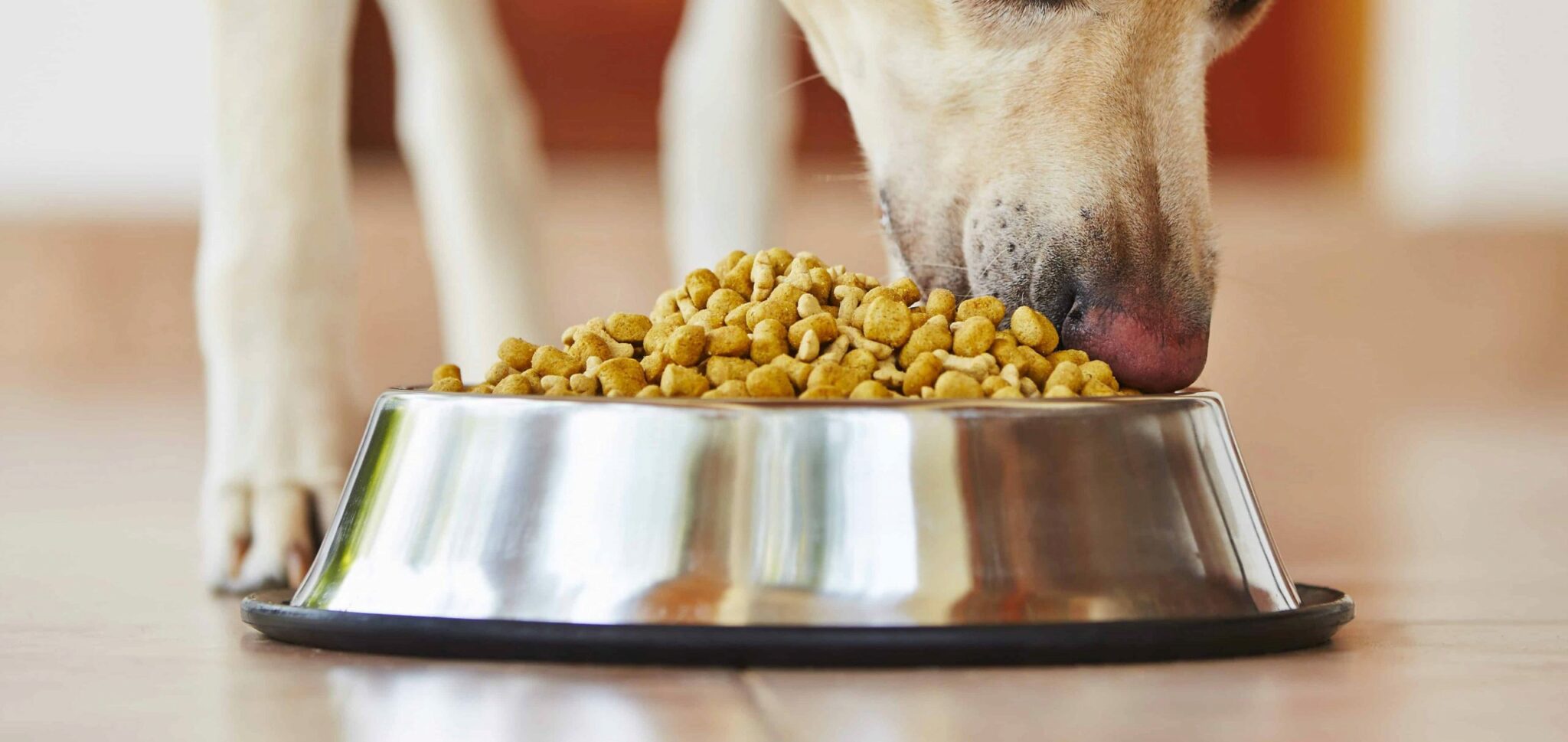 6 Migliori Alimenti Per Cani Per Calcoli Alla Vescica