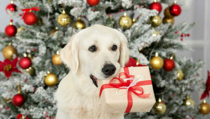 I 9 Migliori Regali Di Natale Per Cani