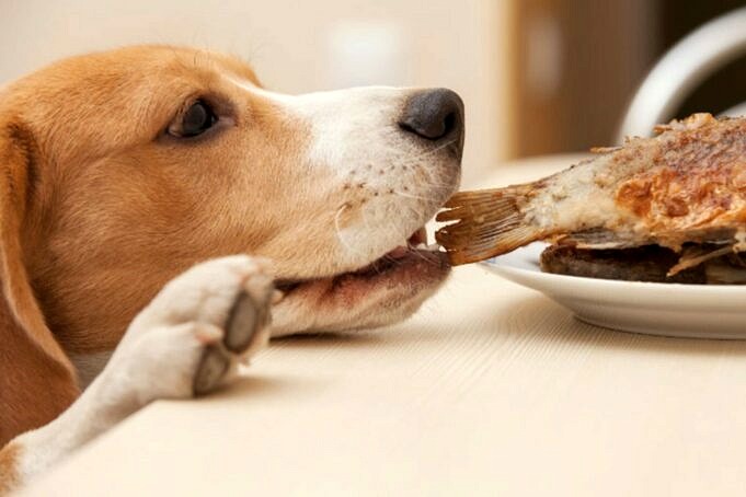 I Cani Possono Mangiare Carne Di Granchio