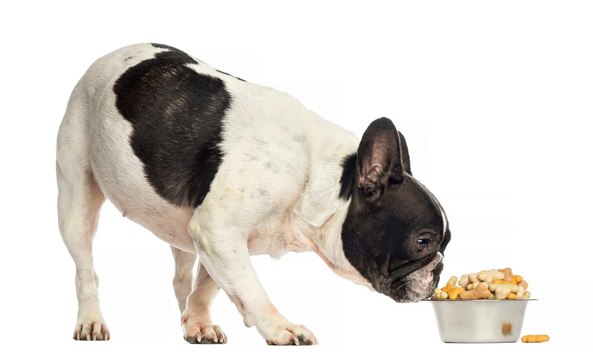 I Migliori Alimenti Per Cani Per Bulldog Americani 2021 - Recensioni E Scelte Migliori