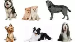 I pastori tedeschi di fegato sono razze di cani standard riconosciute