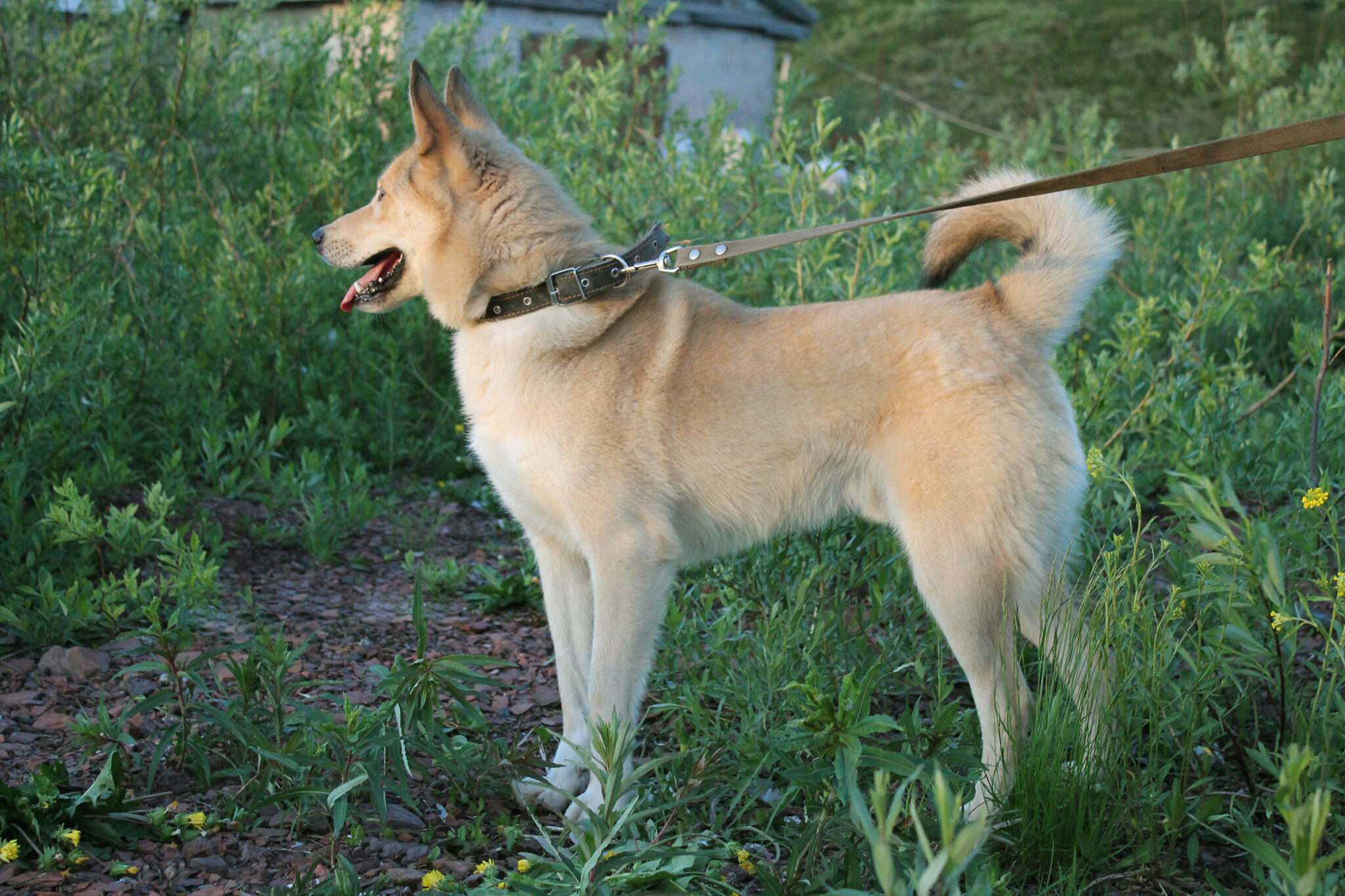 Informazioni Sulla Razza Canina Elkhound Norvegese. Immagini, Tratti E Fatti