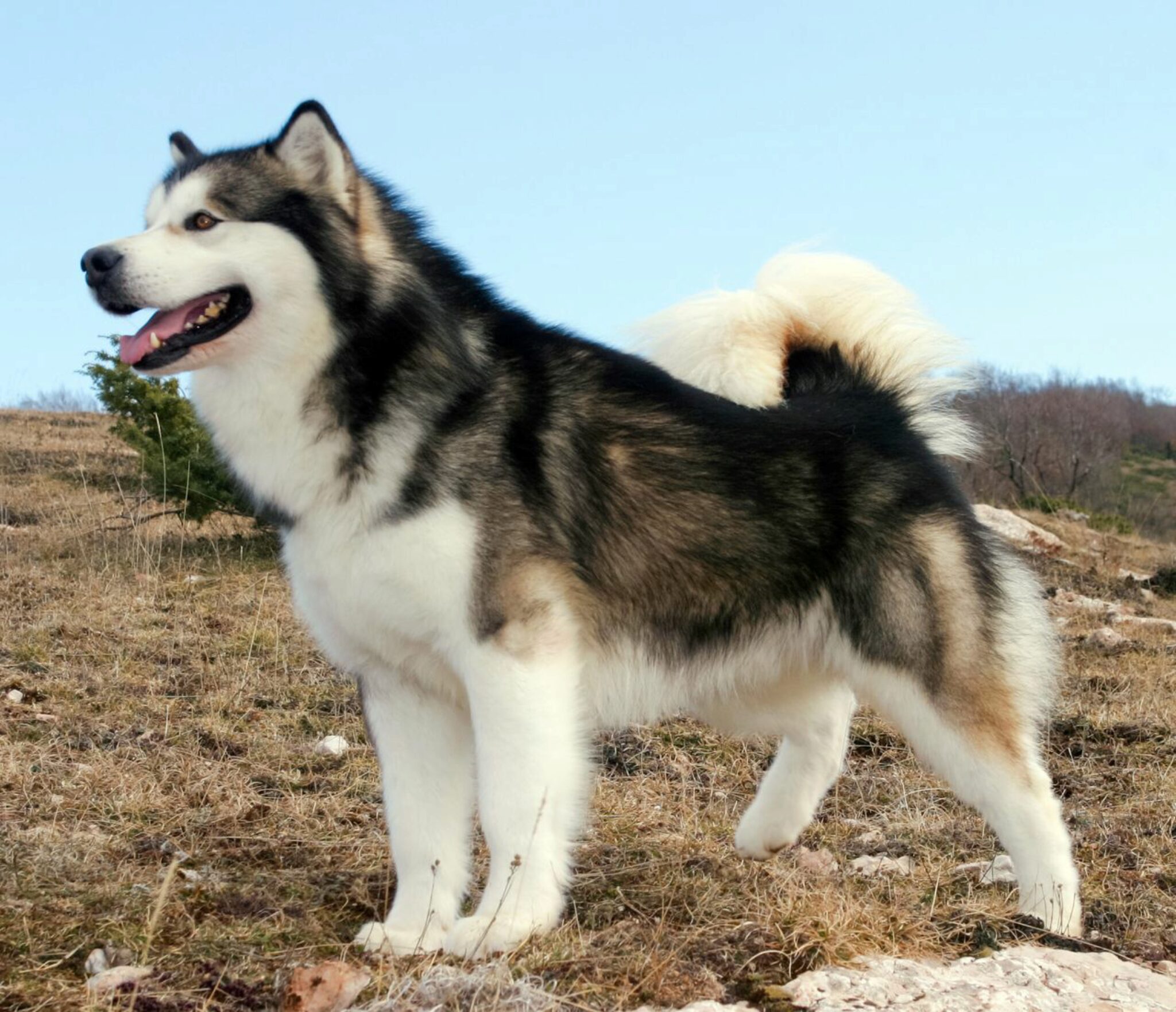 Informazioni Sulla Razza Canina Gigante Dell'Alaskan Malamute. Immagini, Fatti