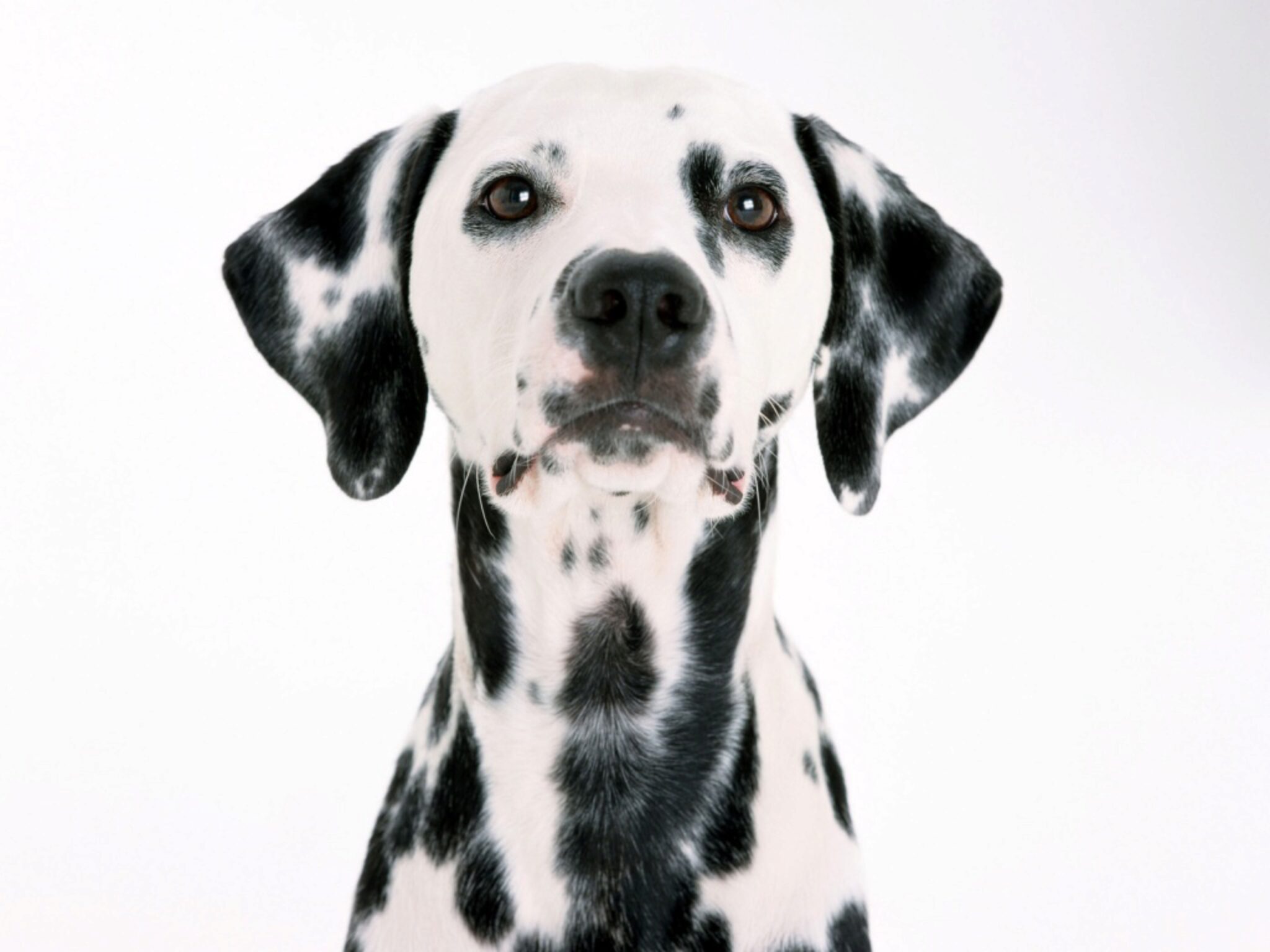 Informazioni Sulla Razza Canina Kai Ken. Foto, Cuccioli, Tratti E Fatti