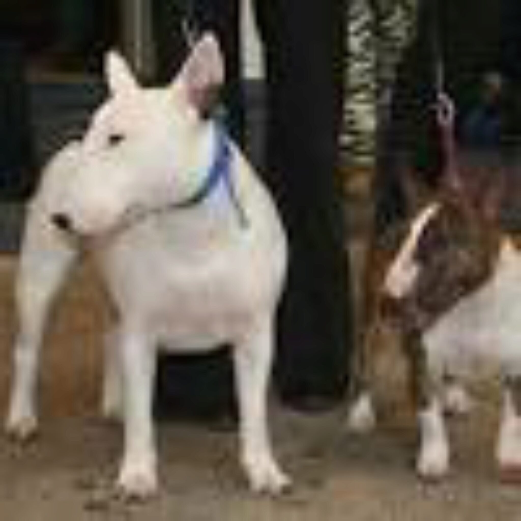 Informazioni Sulla Razza Di Cane Bull Terrier. Foto, Fatti E Informazioni Personali Su Bull Terrier Dog Breed.