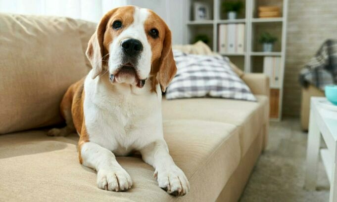 Le Migliori Imbracature Per Beagles
