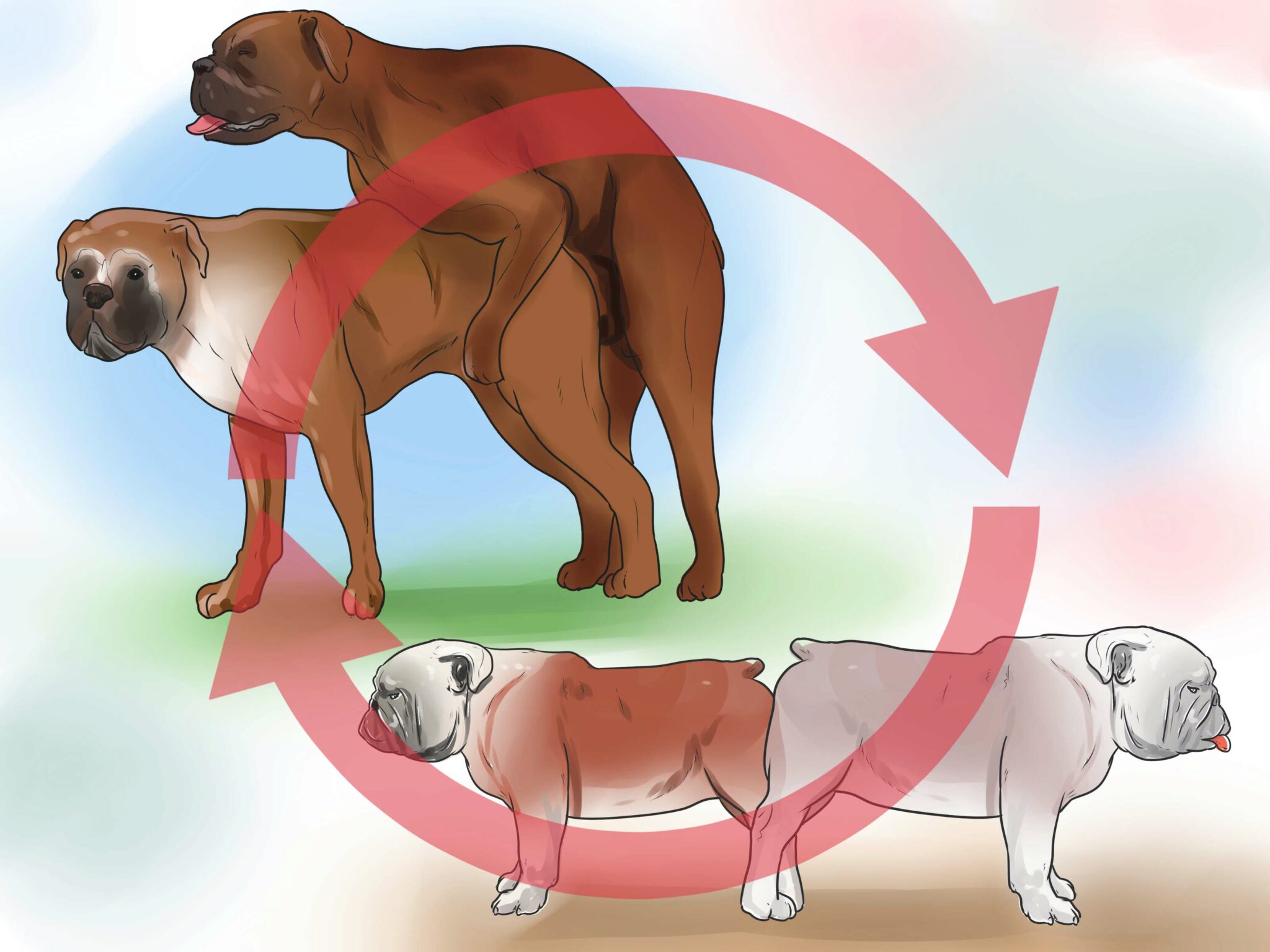 Perché I Cani Rimangono Bloccati Durante L'accoppiamento? Cosa Hai Bisogno Di Sapere!